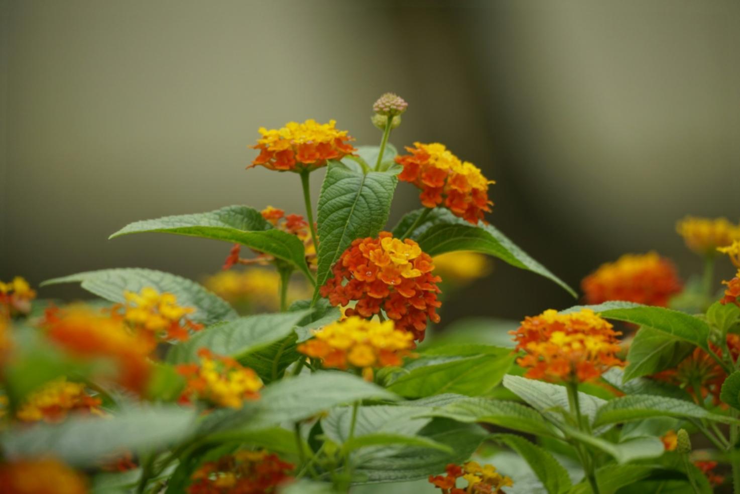 Командное обучение флористике в корпоративном формате