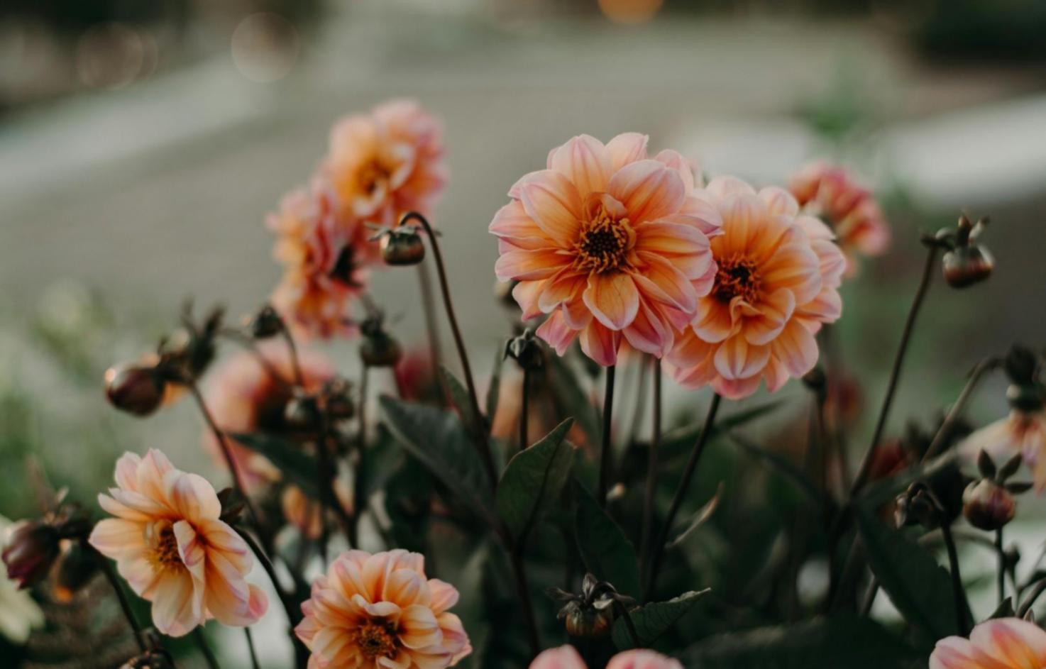 Практические занятия по флористике