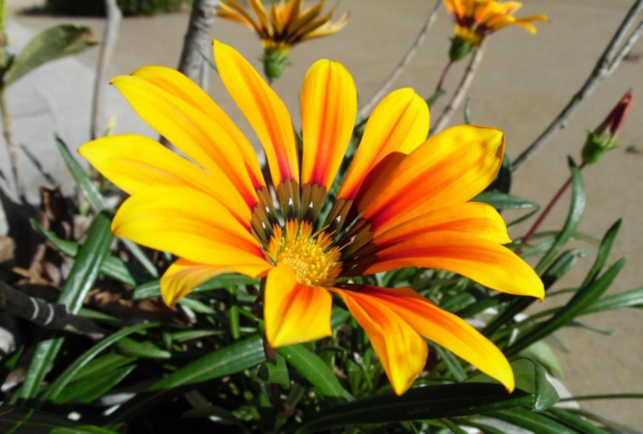 Интерьерная флористика профессиональные композиции