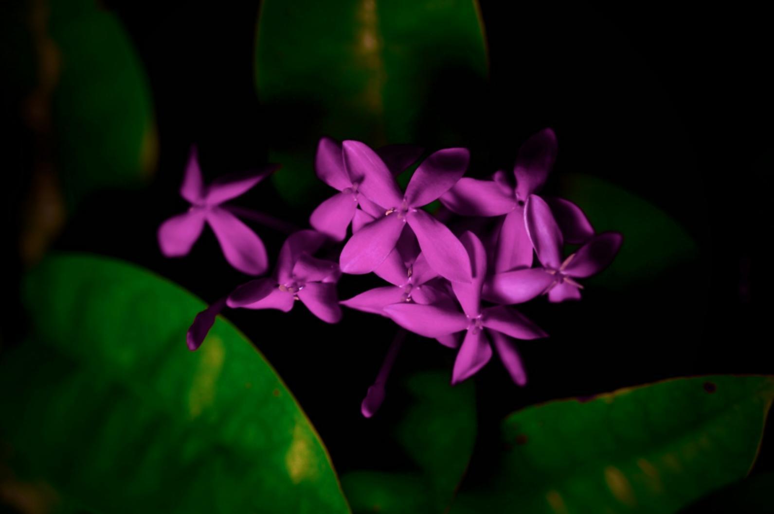 Учебный процесс на курсах флористики